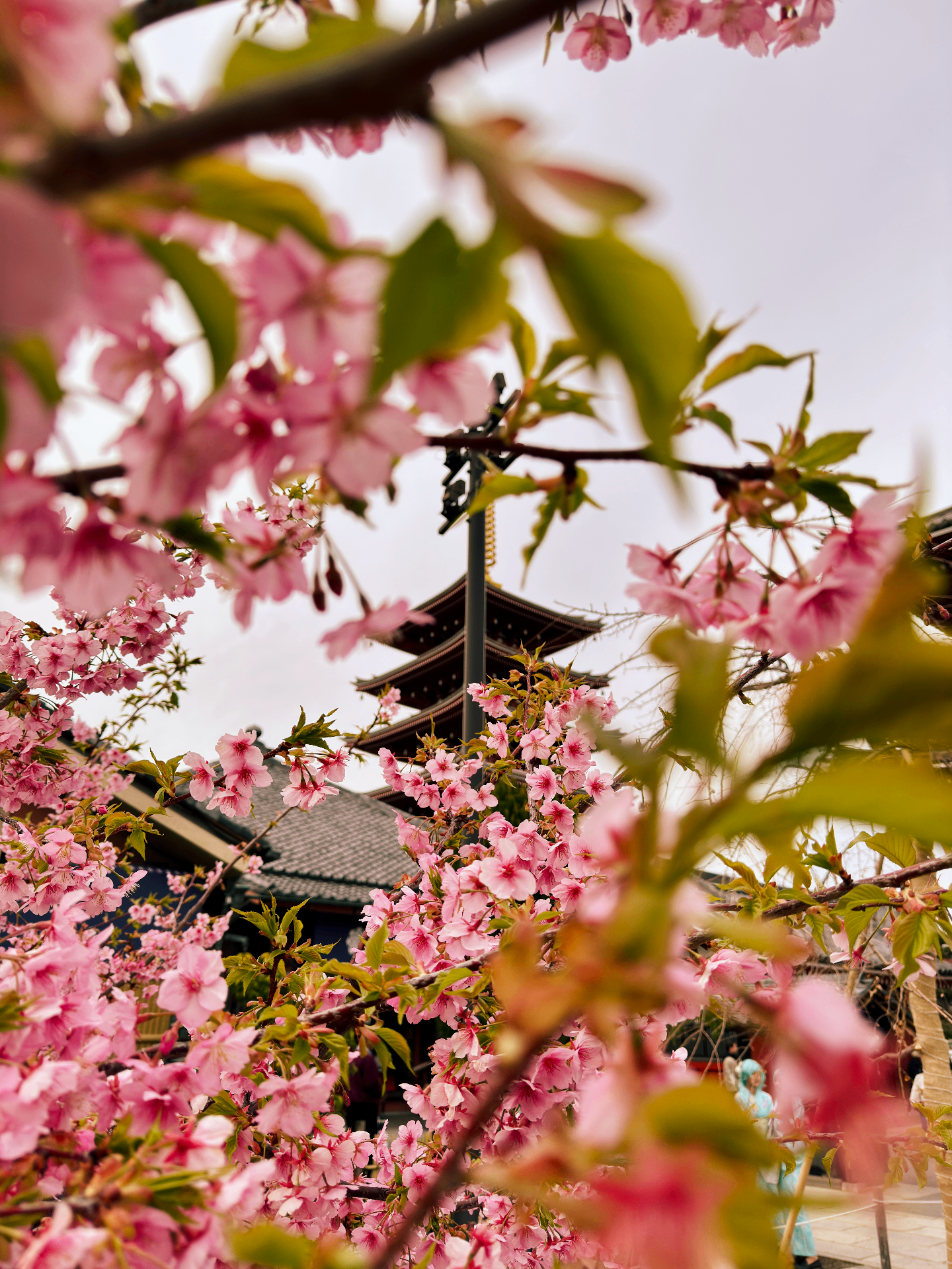 Kirschblüten rahmen einen Tempel in Japan ein